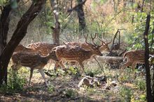 Rajasthan safari