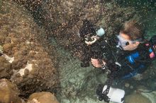 Annette Robertson photographs corals discharging gametes in the Florida Keys National Marine Sanctuary off Key Largo, Fla. Durin