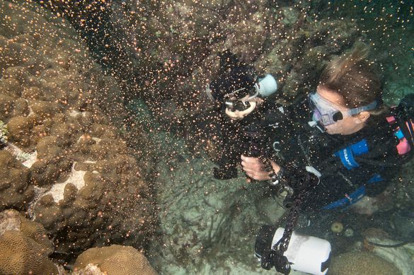 Annette Robertson photographs corals discharging gametes in the Florida Keys National Marine Sanctuary off Key Largo, Fla. Durin