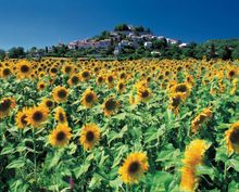 Provence