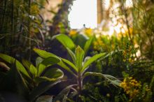 A Garden in a Castle