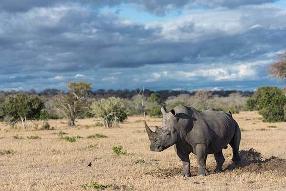 World Rhino Day