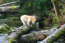 Spirit Bear