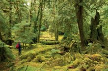 Haida Gwaii vegetation