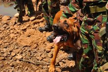 Tipper the anti-poaching dog, Lewa, Kenya