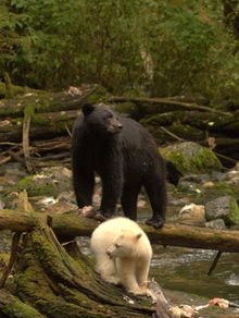 Spirit Bear Cub 