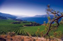 Kelowna Wineries 
