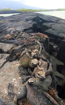Galapagos