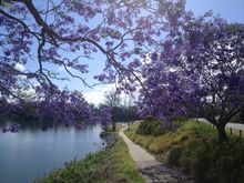 Rocks Ferry Walk in Wauchope