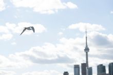 Discover the 6ix