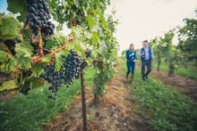 Weekend in Wine Country Ontario