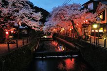 Kinosaki Onsen- Night Cherry Blossoms in Spring