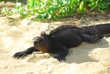 Galápagos Island 