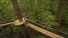 World class experience, Redwoods – light show, Rotorua 