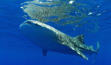Whaleshark
