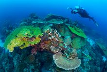 Diving Australia's Indian Ocean Islands