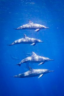 Snorkelling with dolphins