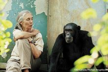 Jane Goodall + Chimps please credit Michael Neugebauer