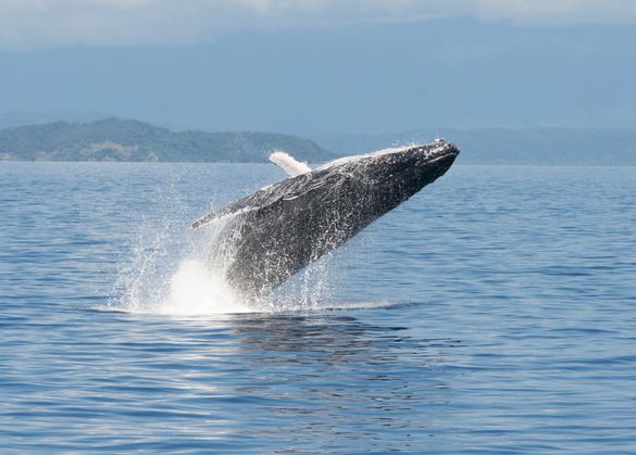 Humpback whale on the Great Barrier Reef