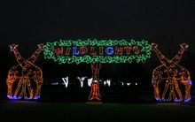 Wild Lights at the Detroit Zoo