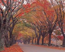 Autumn Leaves Naejangsan National Park