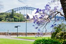 Jacarandas in Sydney with Sydney Harbour Bridge and Sydney Opera House backdrop
