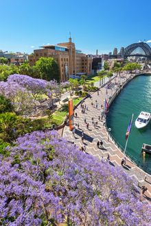 Jacarandas in bloom, Circular Quay Sydney