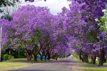Jacarandas in Grafton NSW
