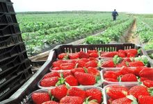 Locally grown strawberries from Huelva