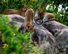 Leopard, Sri Lanka