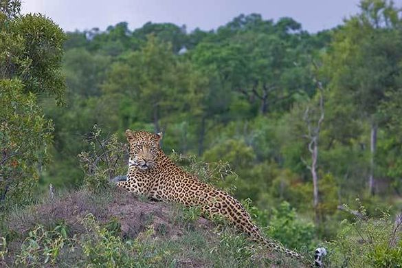 Leopard