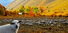 Sun Valley, Fall