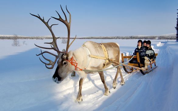 Reindeer sleigh ride