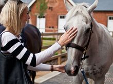 Horses in Rothschild Yard