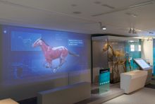 Maktoum Gallery of the Thoroughbred
