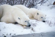 Polar Bears by Tundra Buggy CREDIT Canadian Tourism Commission
