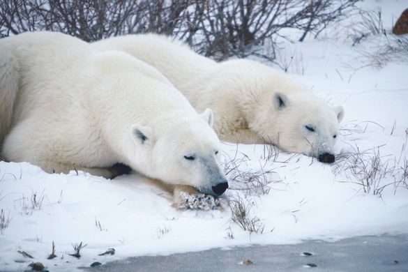 Polar Bears by Tundra Buggy CREDIT Canadian Tourism Commission
