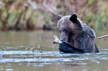 Bear Watching with the Bear Whisperer