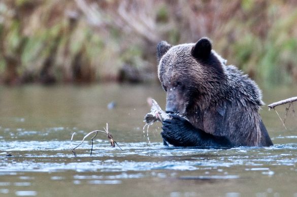 Bear Watching with the Bear Whisperer