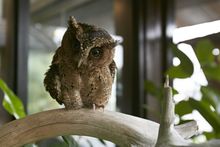One Eye, a rescued collared scops owl, undergoing rehabilitation at Gaya Island Resort Wildlife Centre
