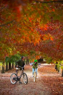 Murray to Mountains Rail Trail, Autumn
