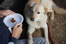 Dog-friendly events in The New Forest - a dog looks lovingly at a cake at the New Forest Food & Drink Festival