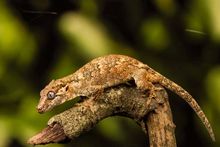 ACE Cultural Tours - New Caldeonia - Gargoyle Gecko