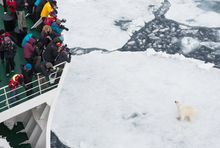 Polar Bear, Canadian Arctic