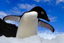 Adelie Penguin, Antarctica