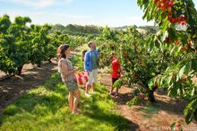 Family Fun at U-Pick in the Yarra Valley & Dandenong Ranges