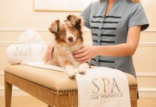 Dog Massage