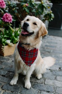 George the Ambassadog for VisitScotland
