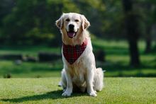 George the Ambassadog for VisitScotland 