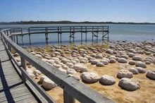 Lake Clifton Thrombolites